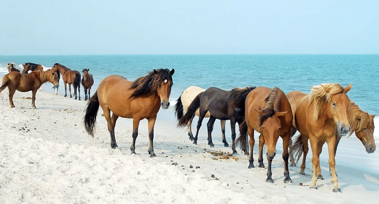 Assateague Island wild horses